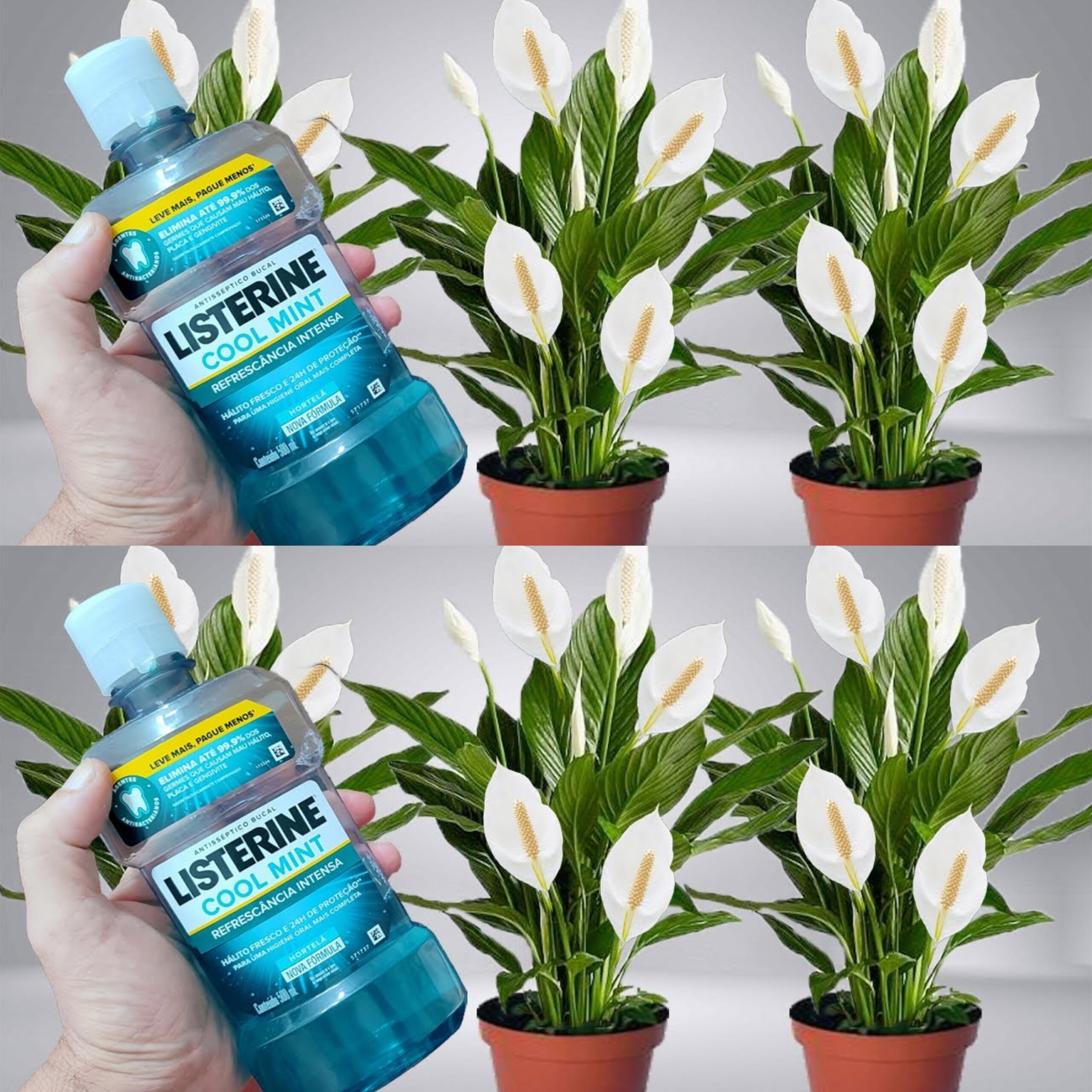 The Secret Weapon for Pest-Free Plants: Your Everyday Mouthwash