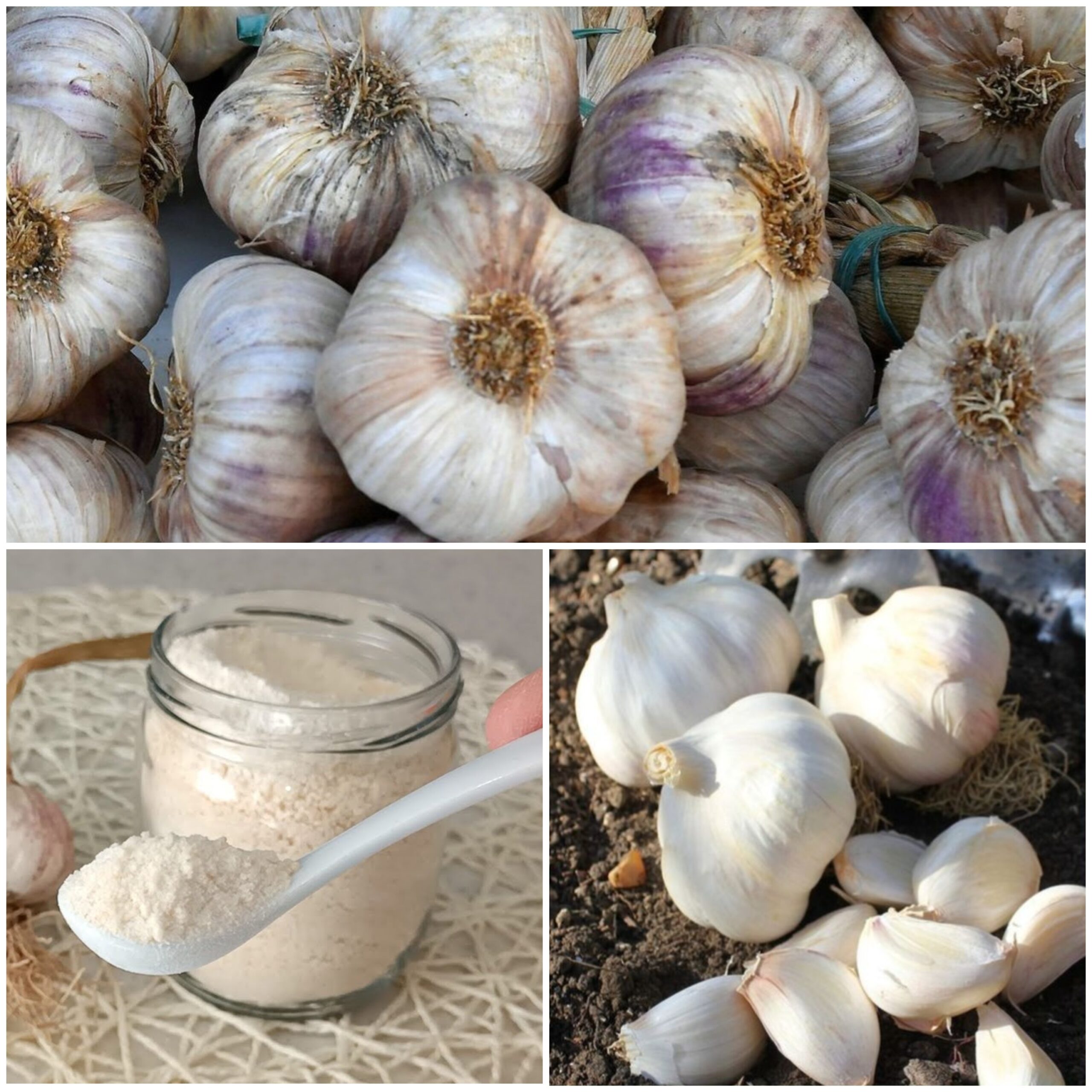 Preserving the Charm of Garlic