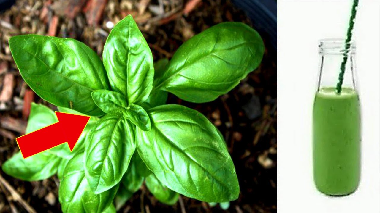 Discover the Incredible Benefits of Basil: Your Home’s Golden Treasure