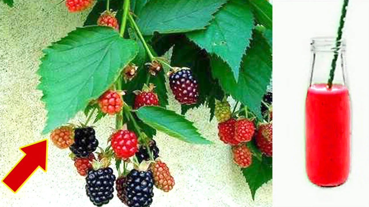 Discover the Incredible Health Benefits of Blackberry Plant Tea