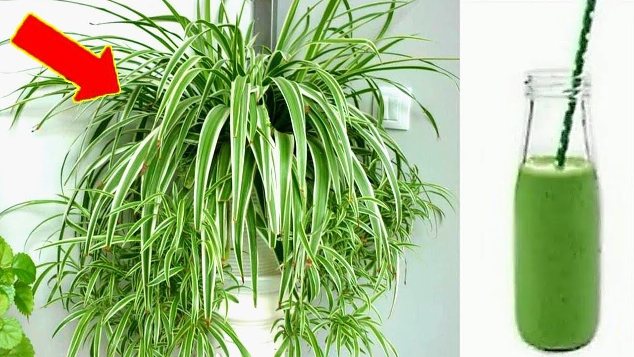 Discover the Magic of Chlorophytum: Your Ultimate Plant Companion