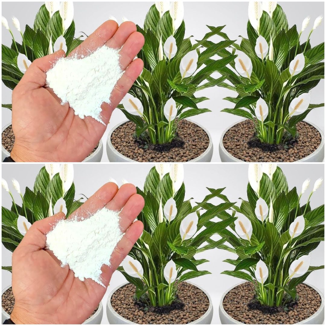 Revitalize Your Plants with Rice Flour Fertilizer: A Simple Guide