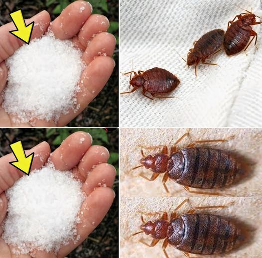 Say Goodbye to Bedbugs in Your Garden with These Natural Remedies