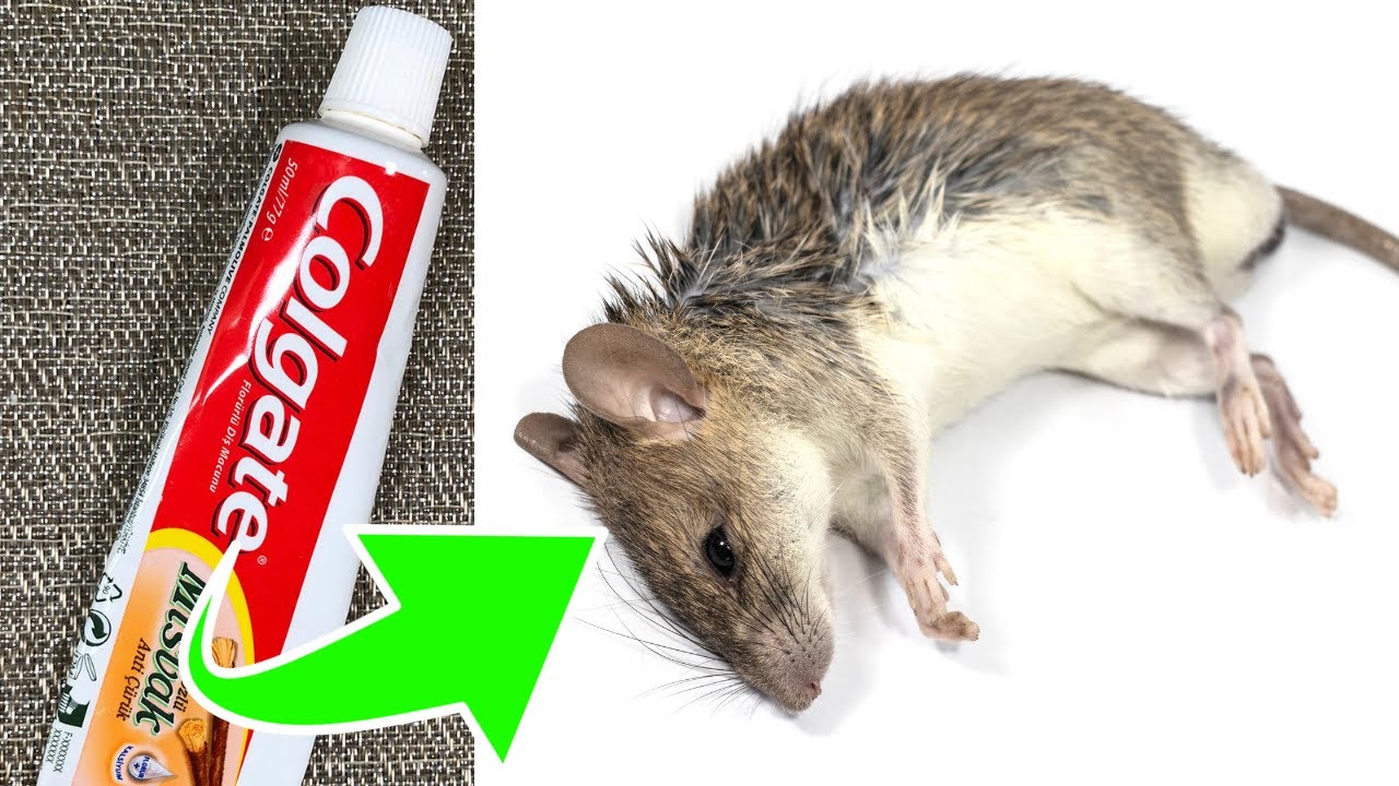 Keeping Rodents at Bay: A Natural Solution with Toothpaste