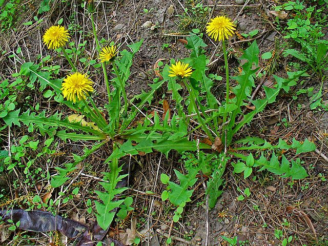 Discover the Untapped Benefits of Dandelion Stalks: Why Six a Day Keeps the Doctor Away