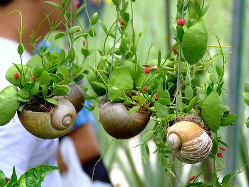 The Miraculous Snail-Be-Gone Solution: A Natural Garden Trick