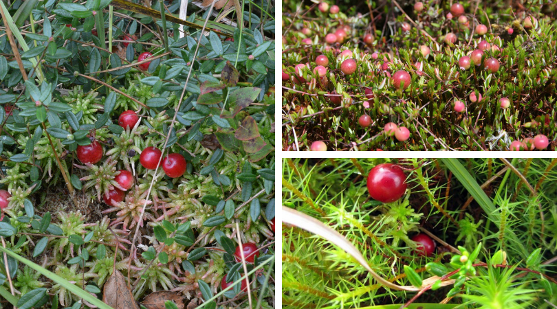 Cranberries: Nature’s Tiny Powerhouses Packed with Health Benefits