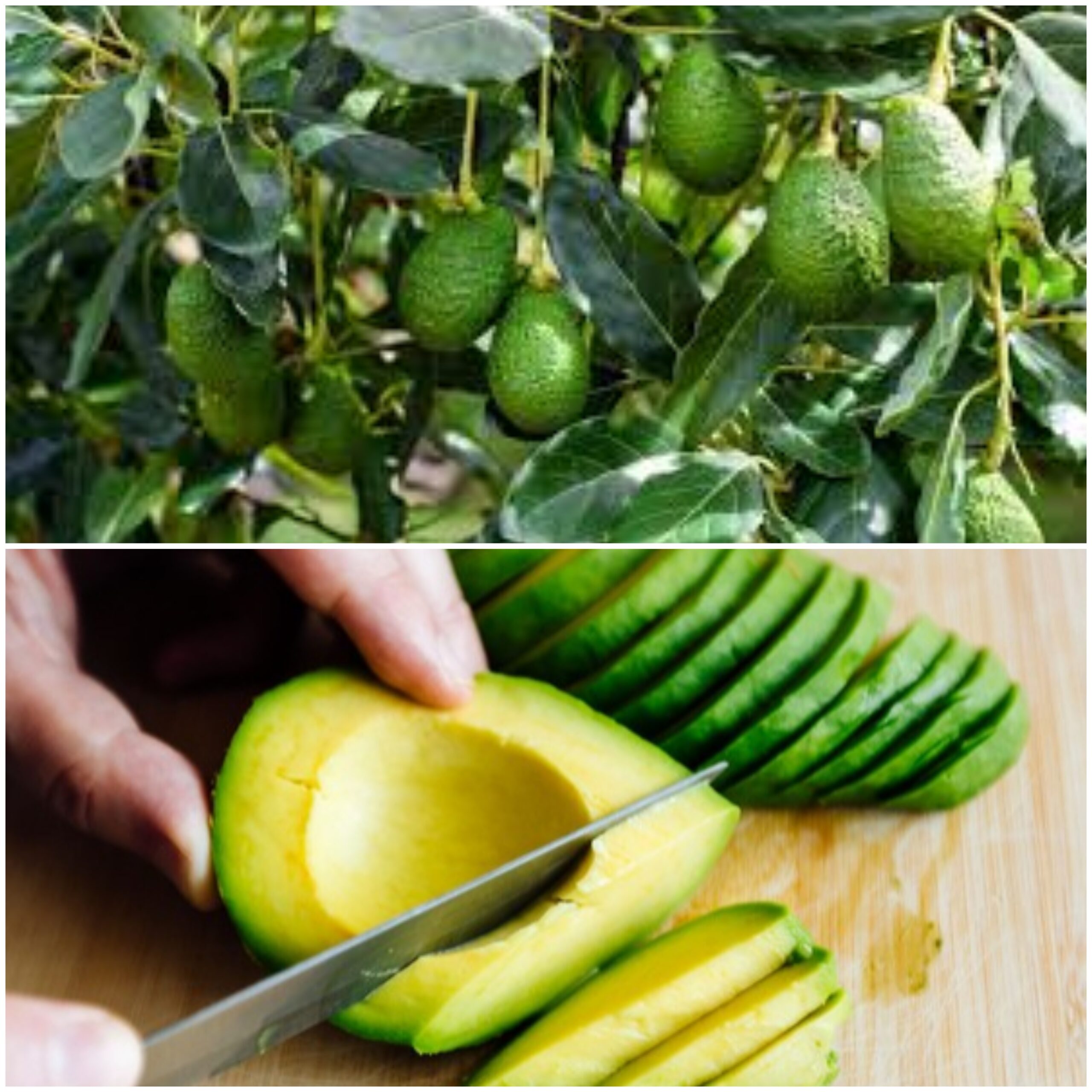 Exploring the Wonders of Avocados: A Friendly Dive into the Marvels of Nature’s Gift