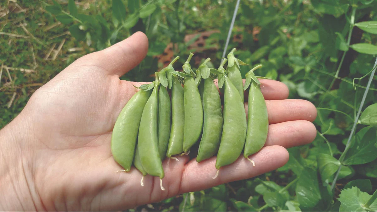 Unlocking the Sweetness: The Ultimate Way to Cook Frozen Peas in Just 5 Minutes