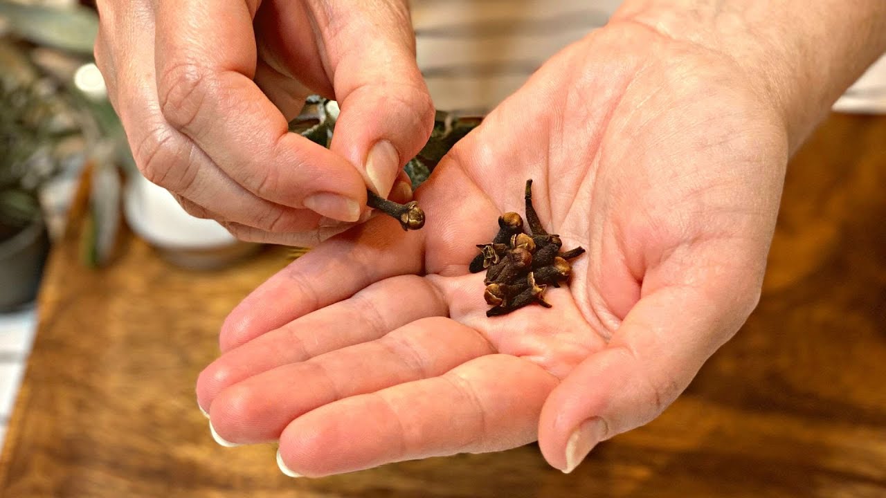 Relief for Bronchitis: Clear Your Lungs and Stop Coughing in Three Days with Cloves!