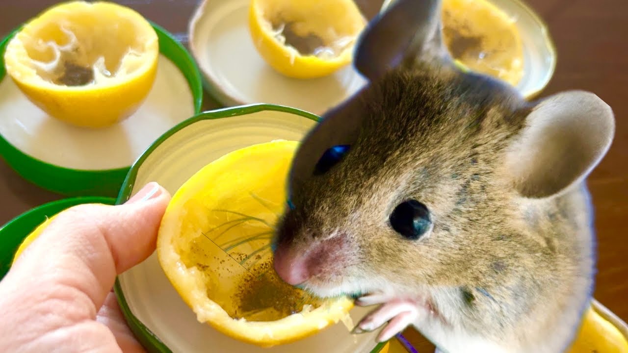 The Lemon-Pepper Strategy: A Surprisingly Simple Method to Keep Rodents at Bay