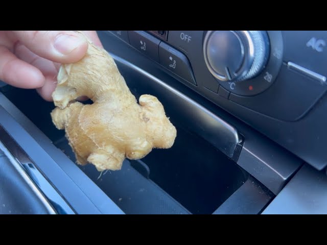 The Unsung Hero in Your Car: How a Simple Ginger Can Be a Lifesaver