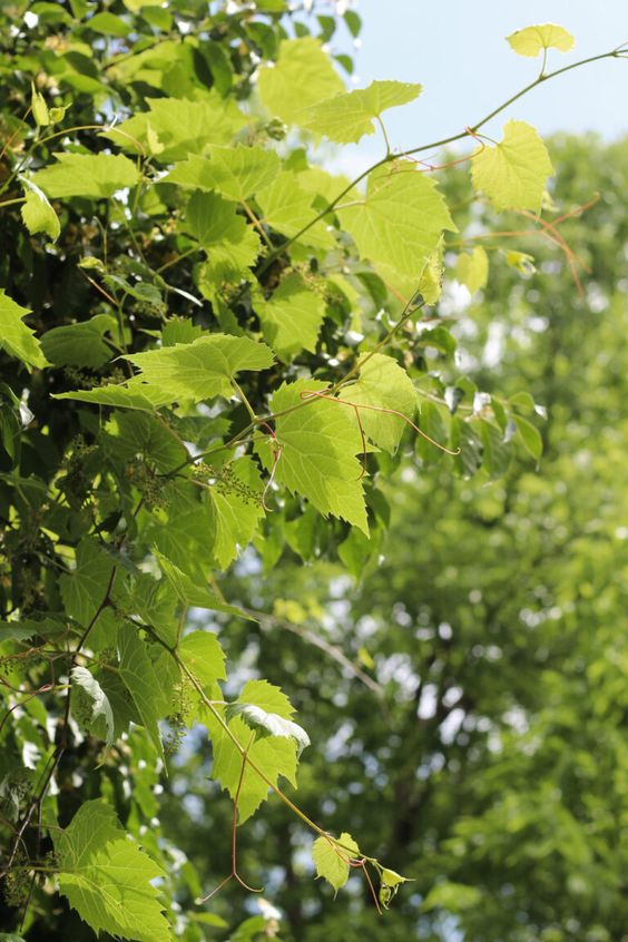 The Best Way to Preserve Grape Leaves for Year-Round Use