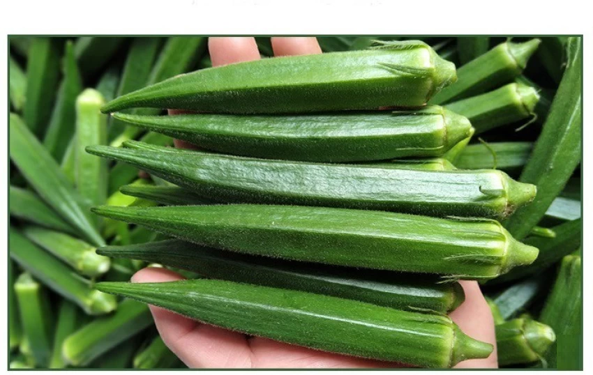 Unveiling the Marvels of Okra: Nature’s Nutrient Powerhouse for Health and Wellness