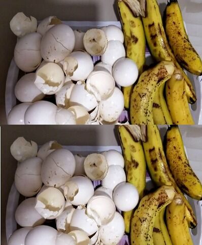 Transform Your Garden with Banana Peels and Eggshells: A Golden Fertilizer