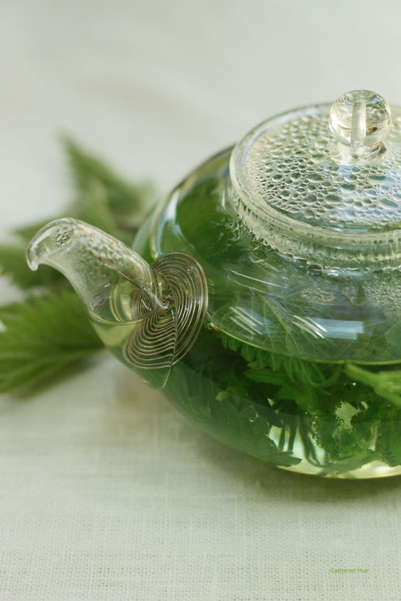 Discovering the Wonders of Stinging Nettle Tea: Nature’s Nutritional Powerhouse