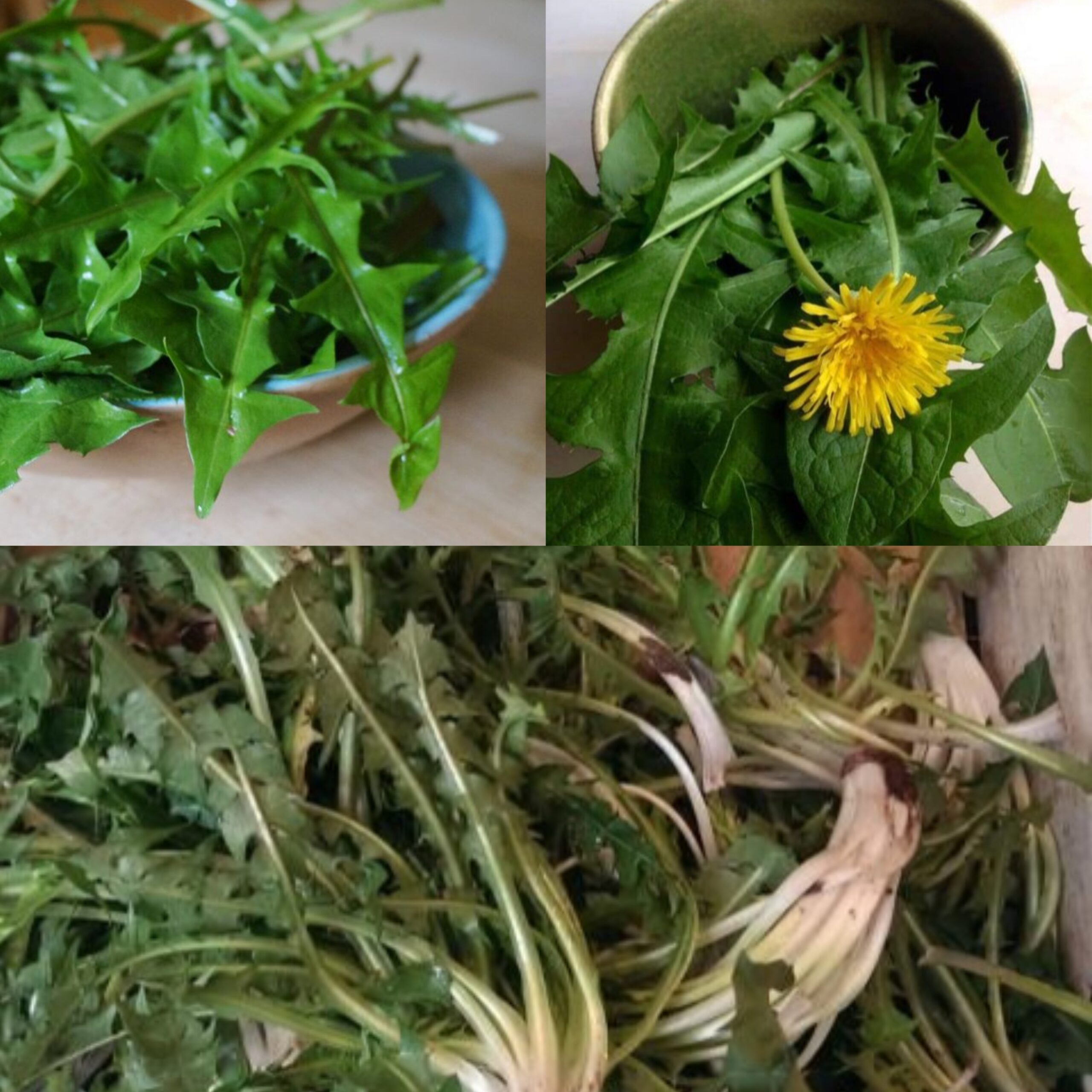 The Wonders of Dandelion Leaves: A Complete Health Booster