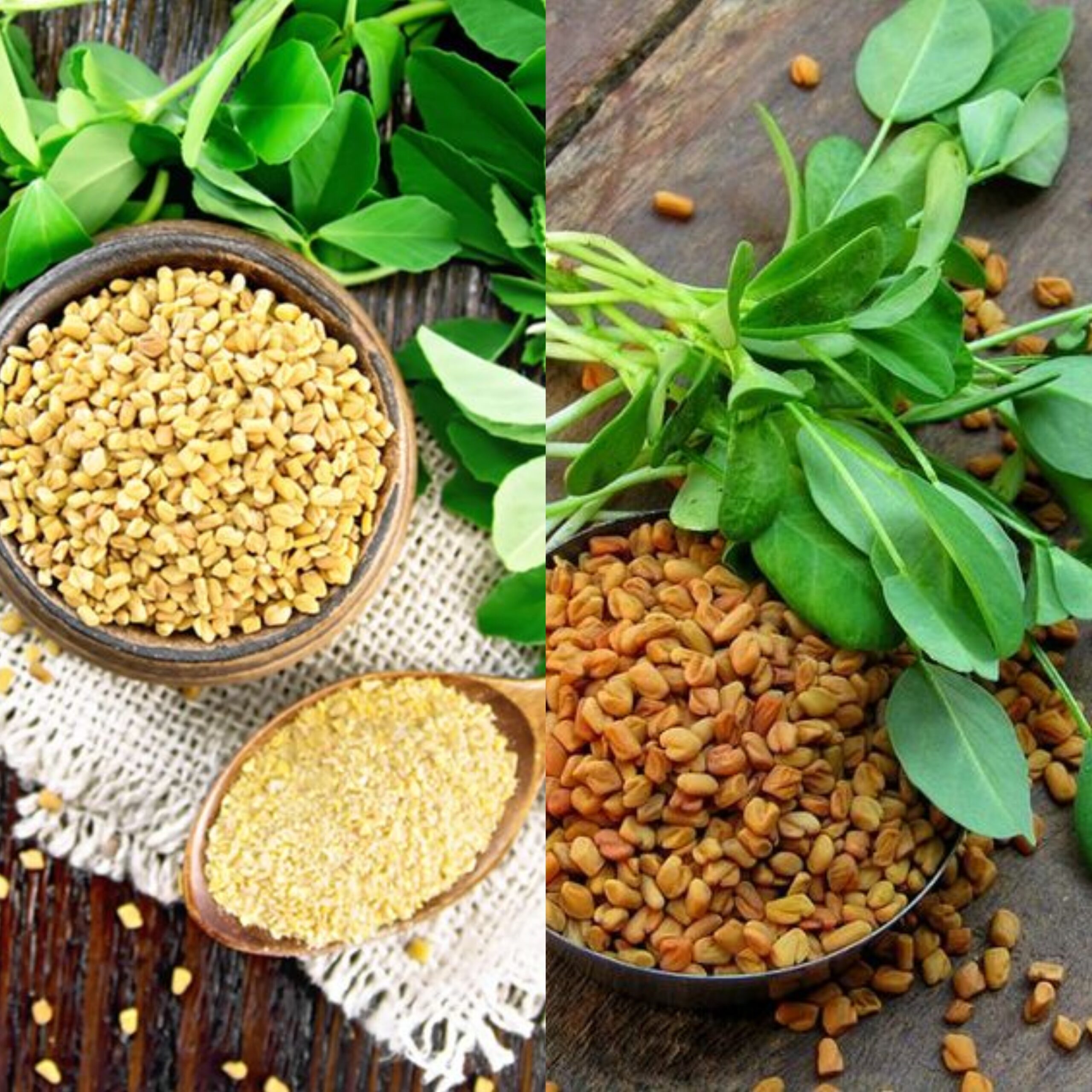 Unlock the Golden Treasure of Fenugreek Seeds: A Natural Remedy for Blood Sugar Management