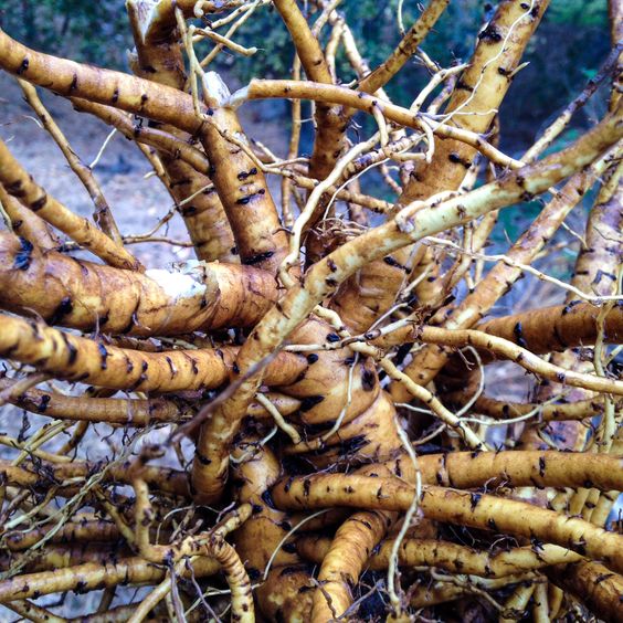 Soothe Your Respiratory System with Marshmallow Root Tea: A Natural Remedy