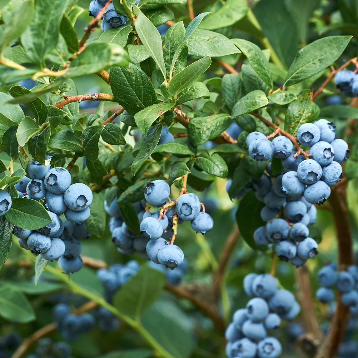 Blueberry Juice: A Fresh and Preservative-Free Delight Cooked in Just 15 Minutes