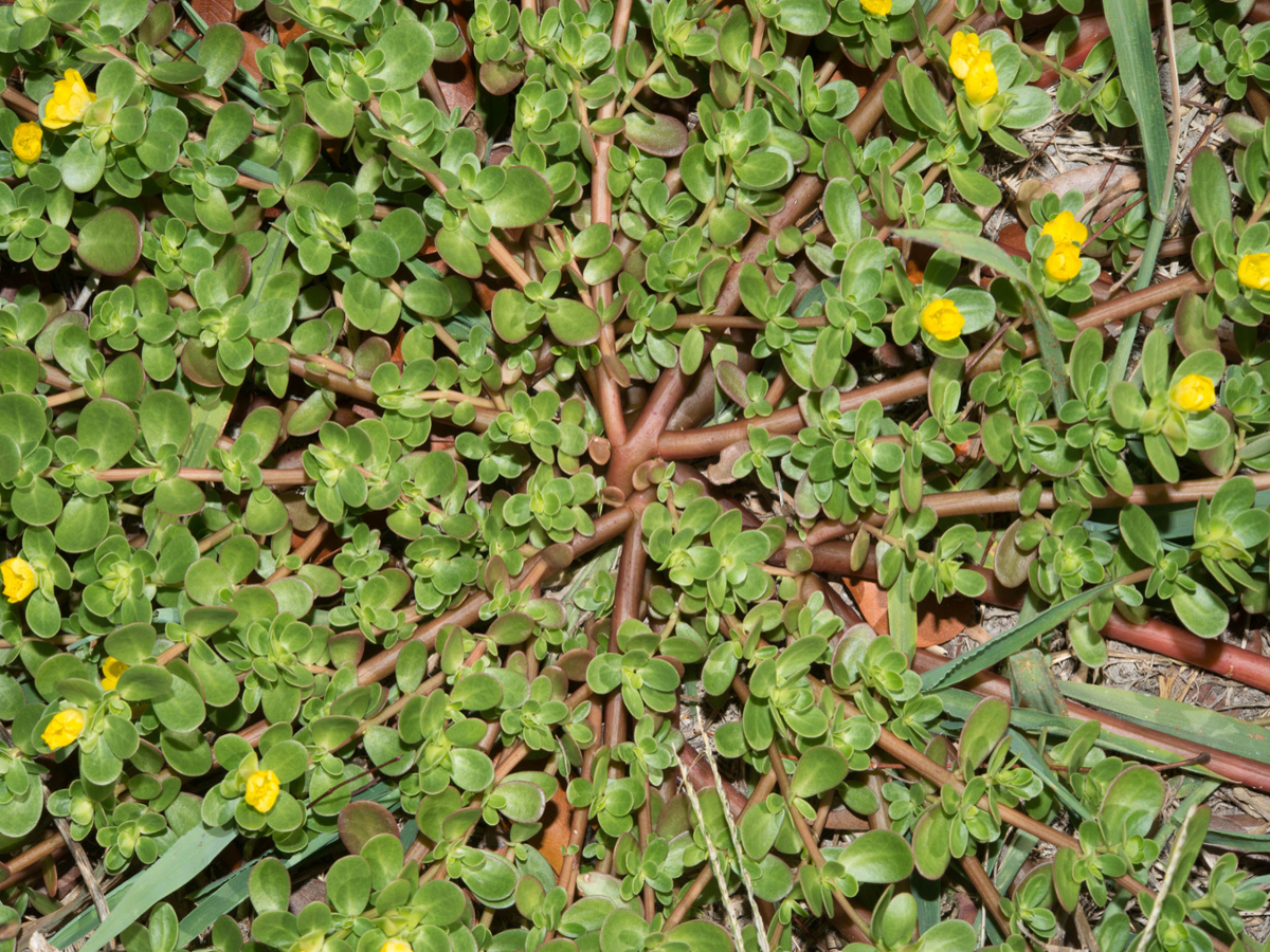 Unlocking the Marvels of Purslane: 10 Incredible Health Benefits