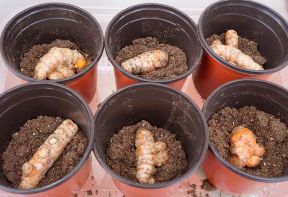 Revitalize Your Garden Soil with Turmeric: A Simple Secret for Lush Harvests