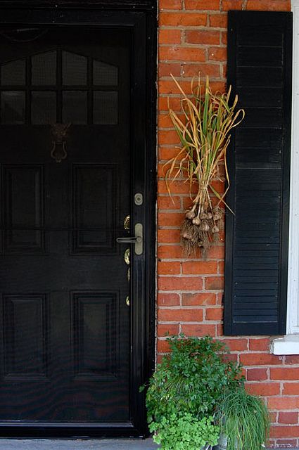 The Surprising Power of Garlic at Your Doorstep