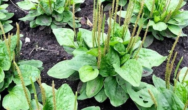 Broadleaf Plantain: Nature’s Healing Herb Uncovered