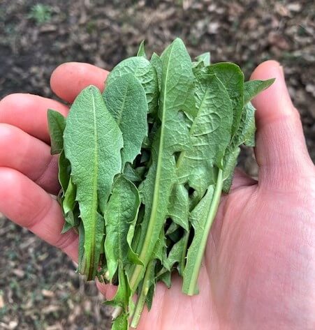 Discover the Full-Body Benefits of Dandelion Leaves