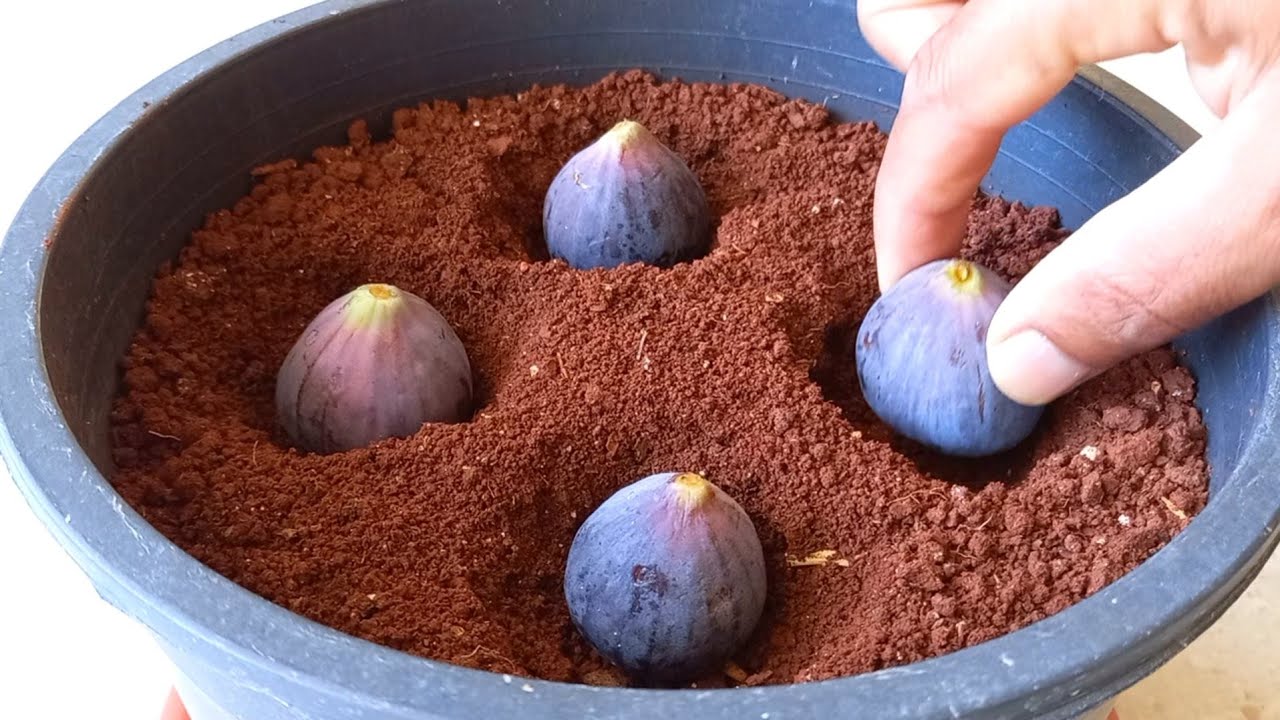 Gardening Gold: Growing Figs at No Cost