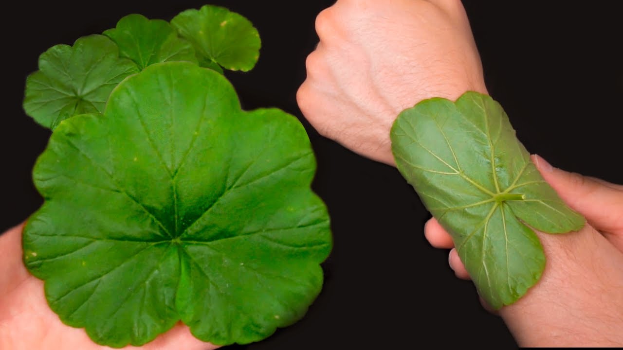 The Wonders of Geranium: A Household Treasure You’ll Want to Keep