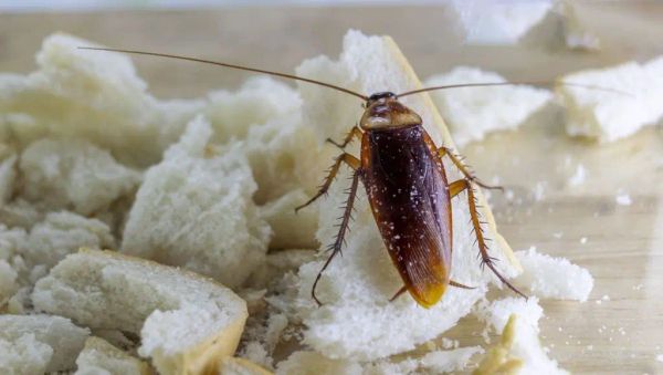 Goodbye Cockroaches: A Natural Trick to Keep Them Out Forever