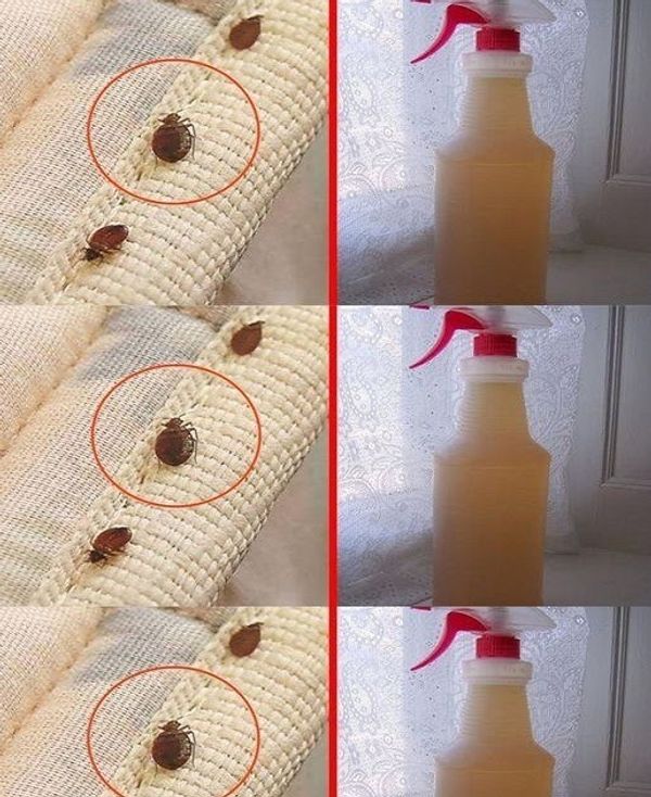 Steps to Clean a Mattress of Bed Bugs