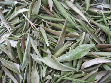 Discover the Healing Power of Dried Olive Leaves: A Divine Gift for Longevity