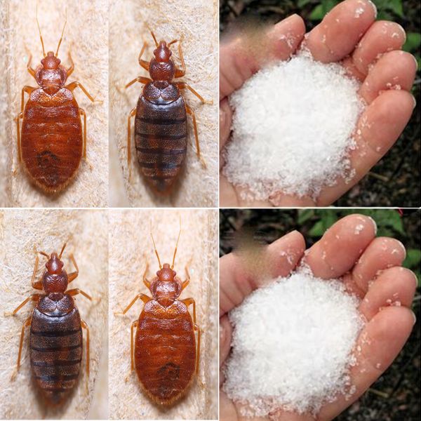 Say Goodbye to Bedbugs in Your Garden: A Natural Solution